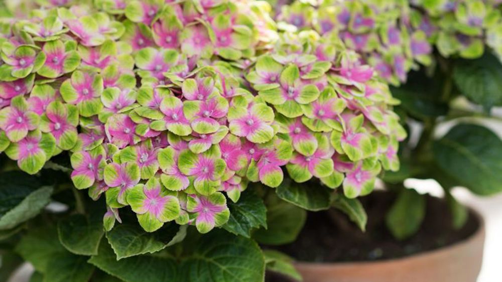 L’hortensia ‘Amethyst’Magical ® Four Seasons a une floraison continue remarquable comme tous ceux de cette gamme. © Horteve Breeding L’hortensia ‘Amethyst’Magical ® Four Seasons a une floraison continue remarquable comme tous ceux de cette gamme. © Horteve Breeding